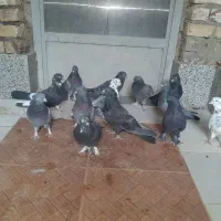 کبوتر پر  روزگاری|پرنده|لاران, |دیوار