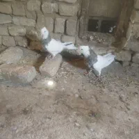 طوقی|پرنده|مشهد, كنويست|دیوار