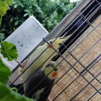 یک جفت عروس هلندی همراه۳تا جوجه