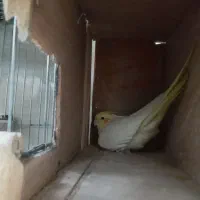 عروس هلندی نروماده