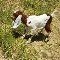 بزغاله پاکستانی ماده