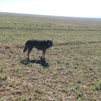 سگ سراب