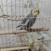 جفت عروس هلندی بالغ جوجه گرفتم معاوضه با قناری|پرنده|صدرا-فارس, فاز ۱|دیوار