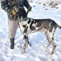 سگ افغان گریت دین|سگ|مشهد, توس فردوسی|دیوار