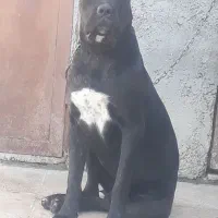 کنکورسو جنسیت نر|سگ|کرمانشاه, |دیوار