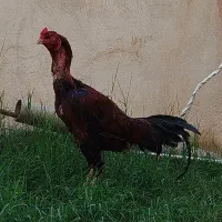 واگذاری خروس لاری افغان