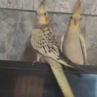 عروس هلندی جوجه