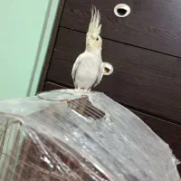 عروس هلندی شاه تخم