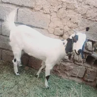گیسه فروشی