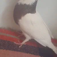 ۴ تا کفتر|پرنده|قائن, |دیوار