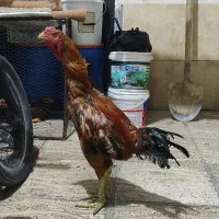 لاری
