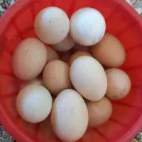 تخم مرغ محلی