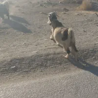 9راس  بز درجع یک|حیوانات مزرعه|بروجن, |دیوار