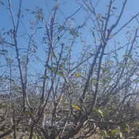 هرس درختان|خدمات باغبانی و درختکاری|اهر, |دیوار