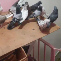 کفتر|پرنده|شهر ری, فیروزآبادی|دیوار