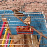 جفت فنچ کینگ نژاد دار