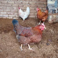 مرغ محلی|حیوانات مزرعه|کرمانشاه, |دیوار