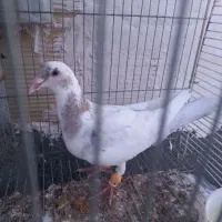 کفتر هفترنگ زرد ماده دورگ