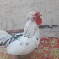 خروس گلین|حیوانات مزرعه|قرچک, زیبا شهر|دیوار