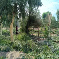 سمپاشی،شست و شو درخت،آبرسانی با تانکر|خدمات باغبانی و درختکاری|یزد, |دیوار