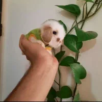 خرگوش لوپ مینیاتوری تعداد و تک|موش و خرگوش|تهران, آرژانتین|دیوار