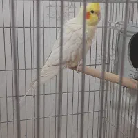 فروش عروس هلندی