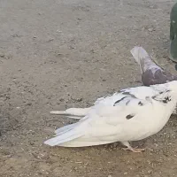 نر پور|پرنده|بن, |دیوار