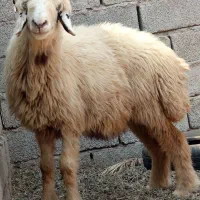 کاور بختیاری هیکلی
