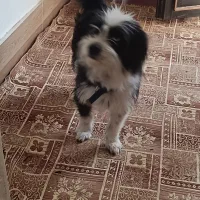 گمشده|حیوانات|طرقبه, |دیوار