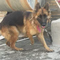 ژرمن شولاین|سگ|بهبهان, |دیوار