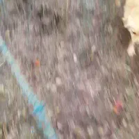 سگ پاکوتا کمشده