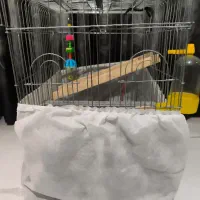 عروس هلندی نر با قفس و وسایل کامل .|پرنده|کرج, خرمدشت|دیوار