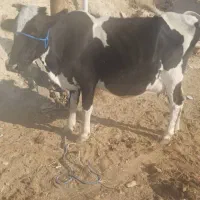 گاو گوساله ماده