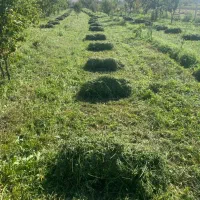 یونجه 150عدد