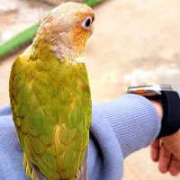 طوطی گرینچیک آناناس نر