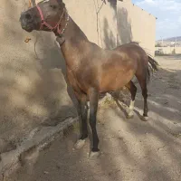 فروش مادیان عرب کرد|اسب و تجهیزات اسب‌سواری|ملایر, |دیوار