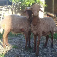 نربره های چاق