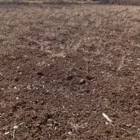 اجاره زمین کشاورزی یک هکتاری جمعه بازار