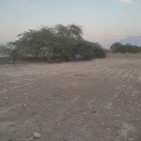 بنام خدا قطع وبرش درختان|خدمات باغبانی و درختکاری|برازجان, |دیوار