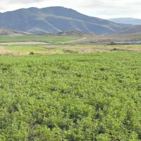 پرس یونجه درجه یک