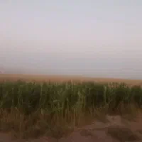 ذرت علوفه ای