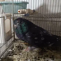 کبوتر نوک قنار و نوک ریز|پرنده|مشکین‌دشت, |دیوار