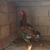 لاری شش ماهه