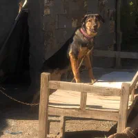 سگ نر|سگ|فسا, |دیوار