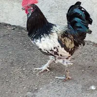 خروس 9ماهه ویک سال دوماه|حیوانات مزرعه|دوگنبدان, |دیوار