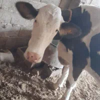 گاوسیمنتال|حیوانات مزرعه|داران, |دیوار