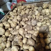 سیب زمینی بذری جیلی 1400