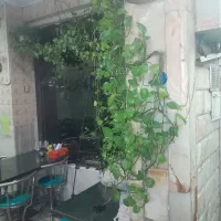 بعلت تغییر تحول این گلها بفروش  میرسدقیمت ۲میلیون|گل و گیاه طبیعی|تهران, حشمتیه|دیوار