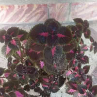 گل حسن یوسف