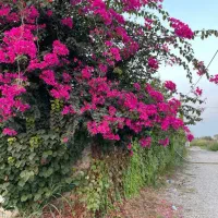 خونه-ویلایی-شمال-سنددار-کوچه-باغ-خصوصی-امن